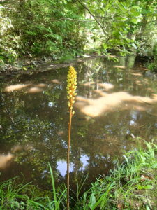 黄色い花を咲かせるオニノヤガラ