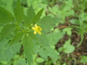 黄色いキツネノボタンの花