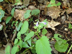 紫色のエゾタツナミソウの花