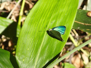 翅が青く光るチョウ