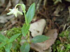 ウメガサソウのつぼみ