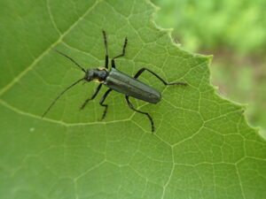 緑色の細長い甲虫