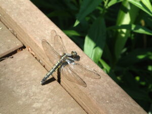 木道にとまる麦わら模様のトンボ