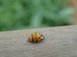 オレンジ色の背中に黒い斑点のテントウムシ