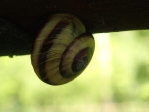 渦巻き模様のカタツムリ