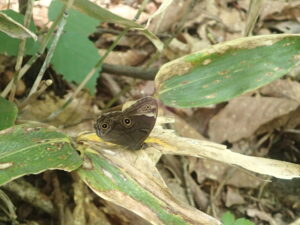 ササの葉の上にとまる黒い眼玉模様のチョウ