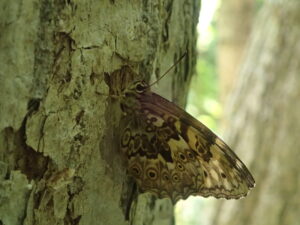 木の幹にとまる褐色の複雑な模様を持つチョウ