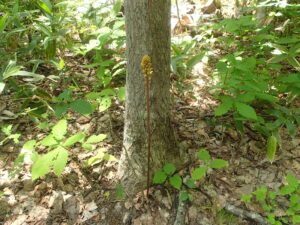 黄色い花を咲かせるオニノヤガラ