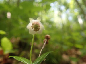白い花びらのウメガサソウの花
