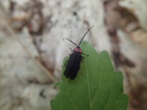 黒い背中と赤い胸の甲虫