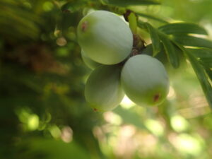 緑ががった青白い果実