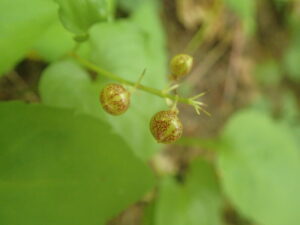 淡い緑色に赤いまだら模様の丸い果実