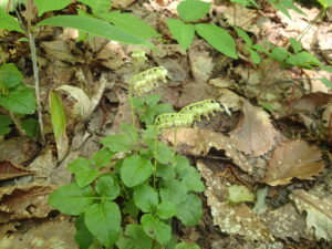白い鈴なりのコイチヤクソウの花