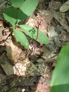 赤い茎のヒトツバイチヤクソウのつぼみ