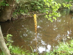 オニノヤガラの黄色い花