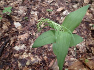 エゾスズランのつぼみ