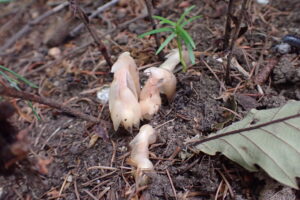 肉色のシャクジョウソウの芽