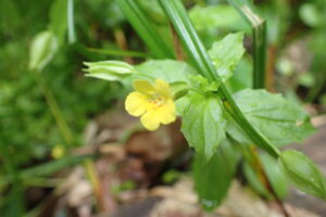 ミゾホオズキの黄色い花