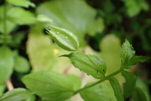 ミゾホオズキの果実