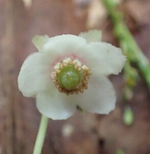 ウメガサソウの花