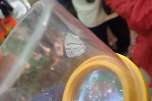 ミズイロオナガシジミ