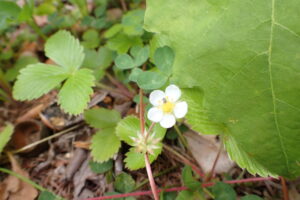 エゾノクサイチゴの白い花