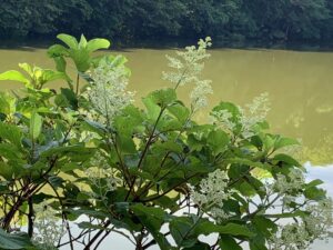 ノリウツギの花