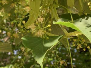 淡い黄色のシナノキの花