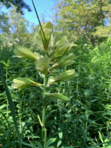 オオウバユリの淡いグリーンがかった白い花