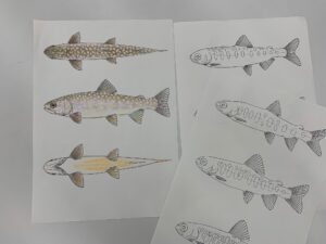 サケ科魚類のスケッチとイラスト