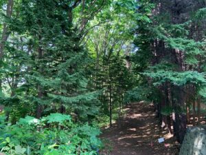 森の中の園路の様子