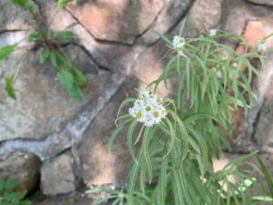 ヤマハハコの白い花