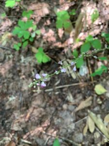 ヤブハギの桃色の花