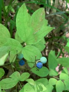 ルイヨウボタンの青い果実