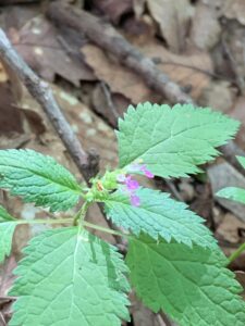 ツルニガクサの花