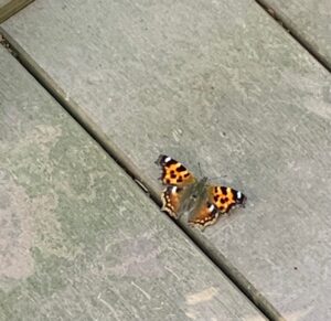 オレンジ色のチョウ