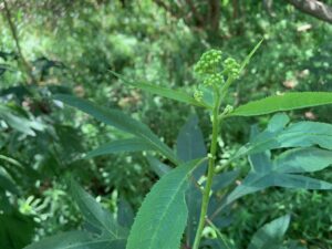 ハンゴンソウのつぼみ