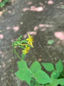 ハナニガナの黄色い花