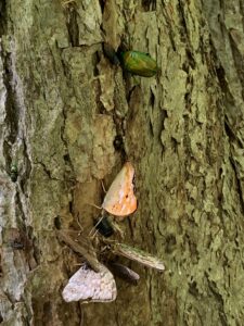 木の幹にとまるチョウ達