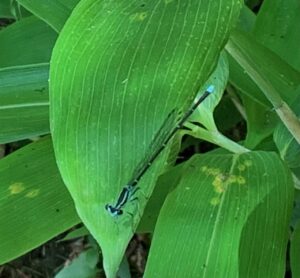 青いほっそりしたモノサシトンボ