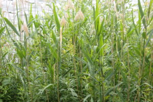 クサレダマの黄色い花