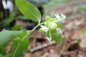 反り返った花びらの白い花