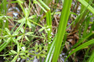 ホソバノヨツバムグラの白い花