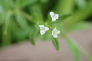 三枚の花びらの白い花