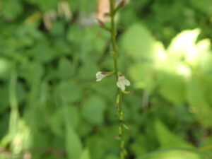 ハエドクソウの小さな桃色の花