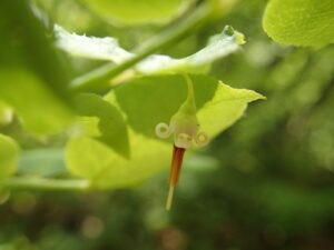 アクシバの淡い桃色の花