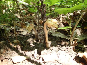 肉色のシャクジョウソウのつぼみ