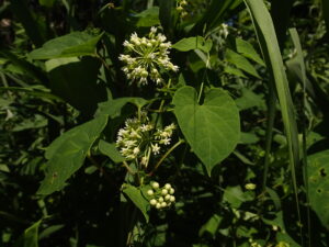 イケマの白い花