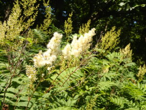 ホザキナナカマドのふんわりした白い花の塊