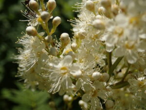 ホザキナナカマドの小さな白い花集まり